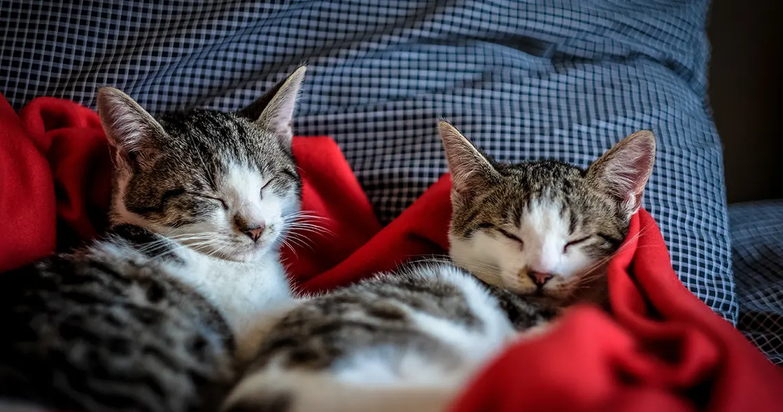 Best CBD oil for cats