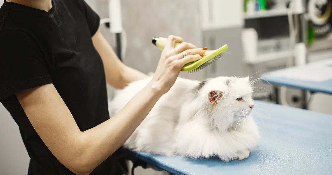Cat CBD oil