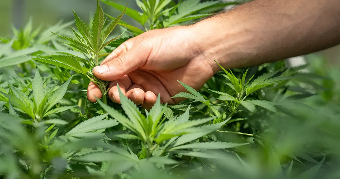 CBD extracted from hemp