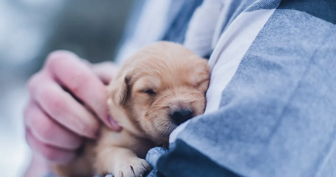 CBD for dogs prescription