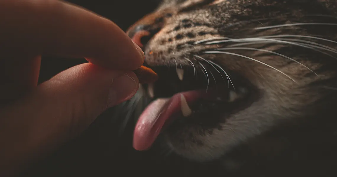 CBD oil and cats