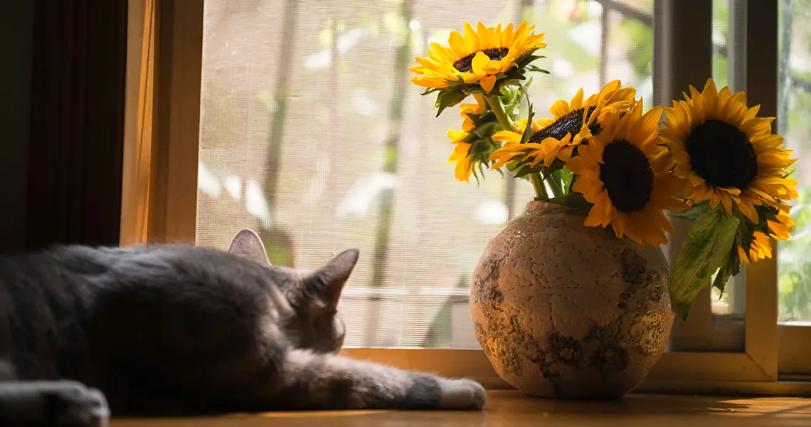 CBD oil cat