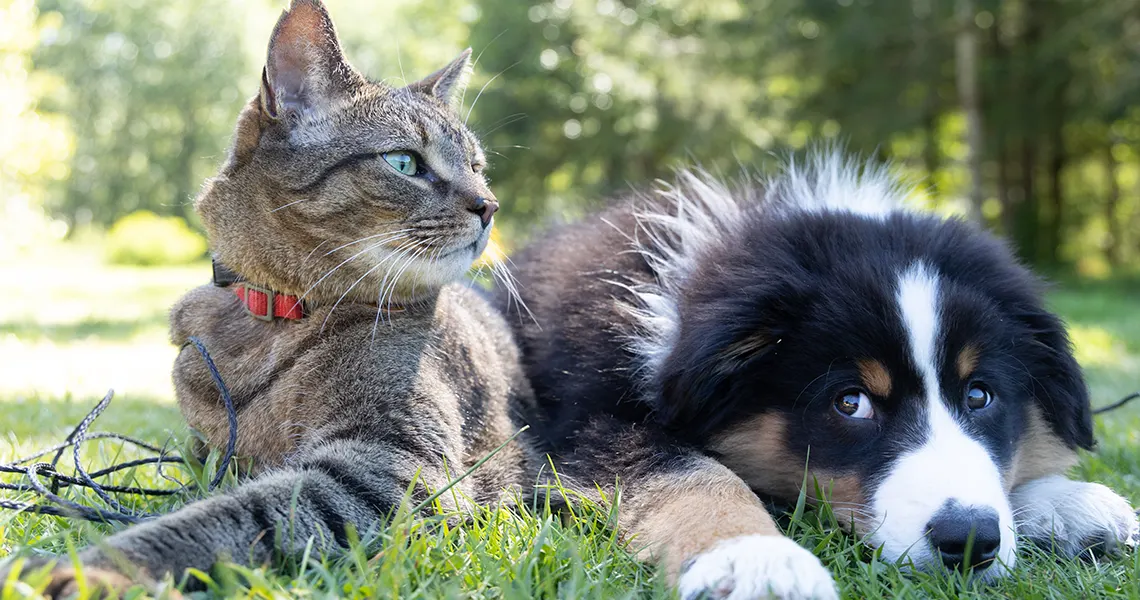 CBD oil for cats and dogs