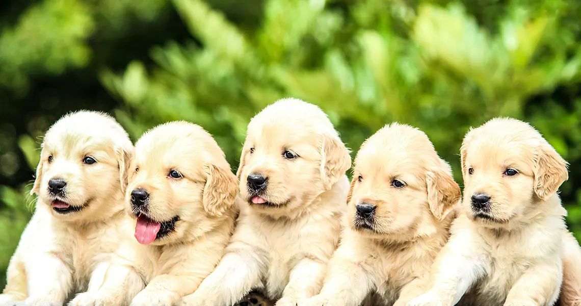 CBD oil for dogs