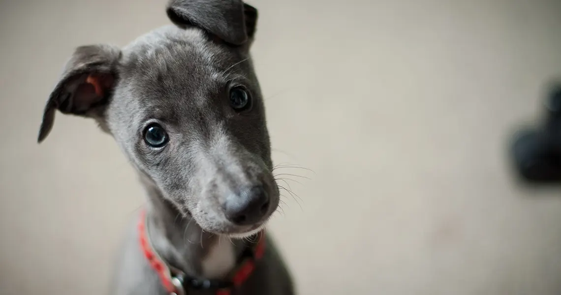 CBD oil for dogs