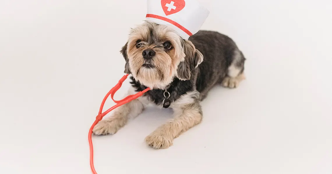 CBD oil prescription for dogs