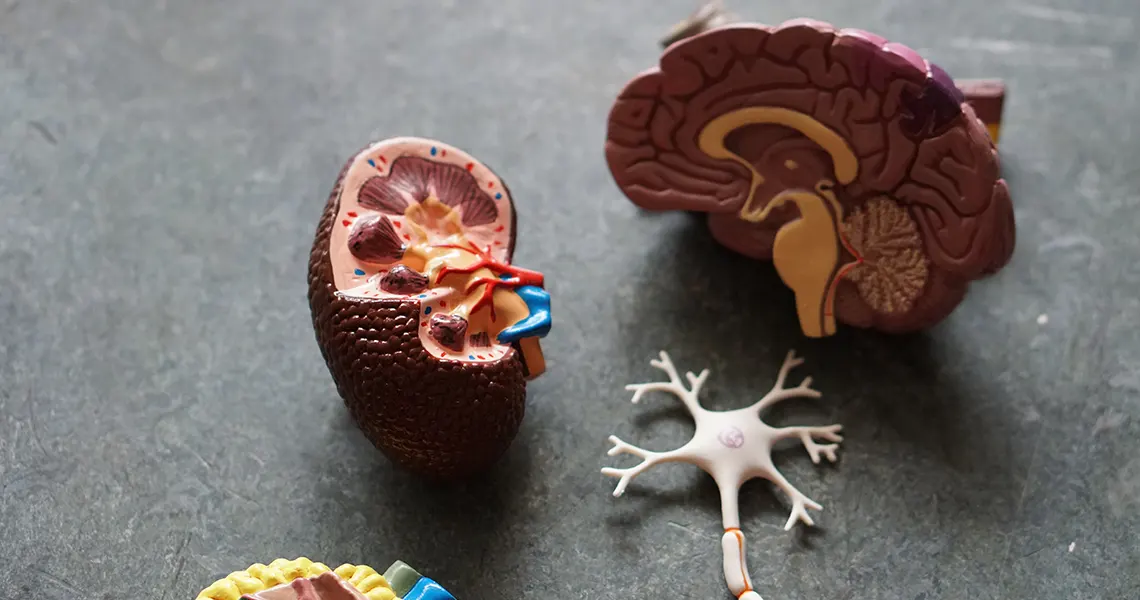 CBD oil side effects on kidneys