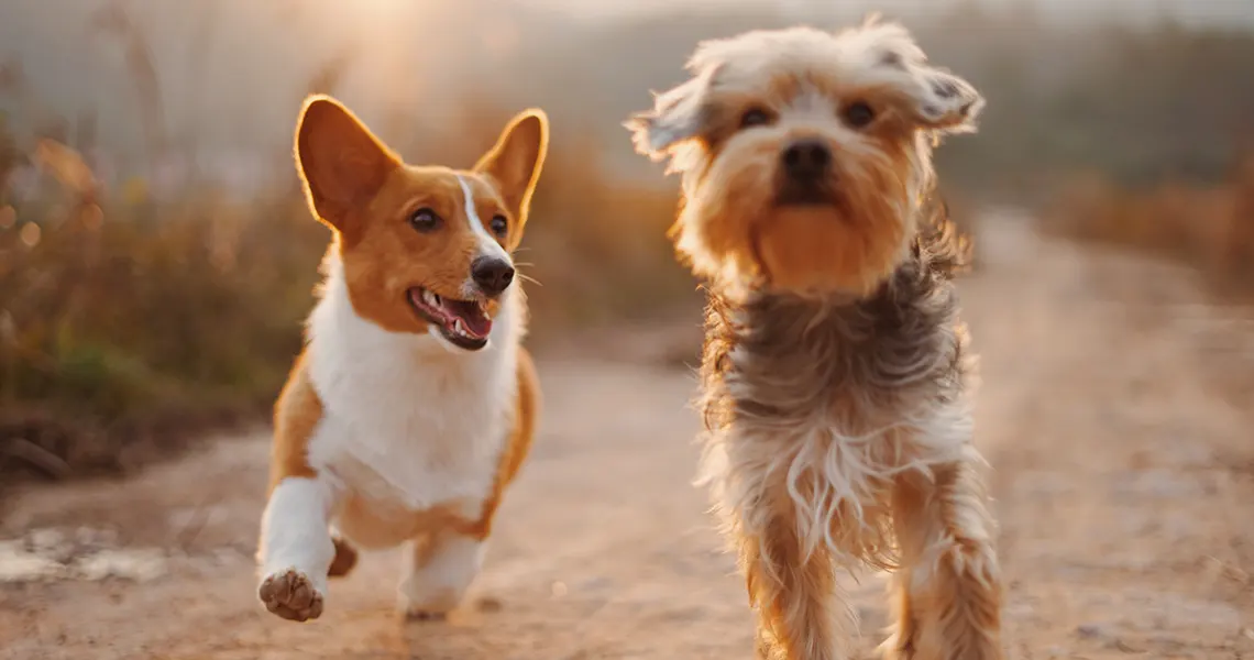 CBD oil toxic for dogs