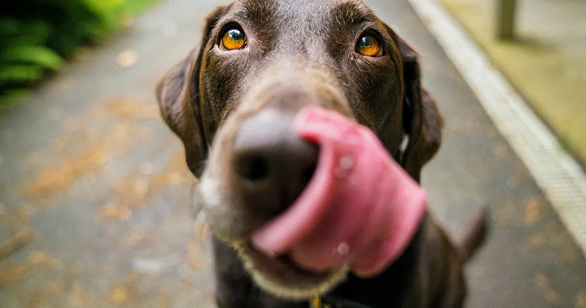 CBD oil under tongue