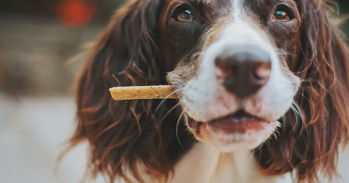 CBD treats for dogs
