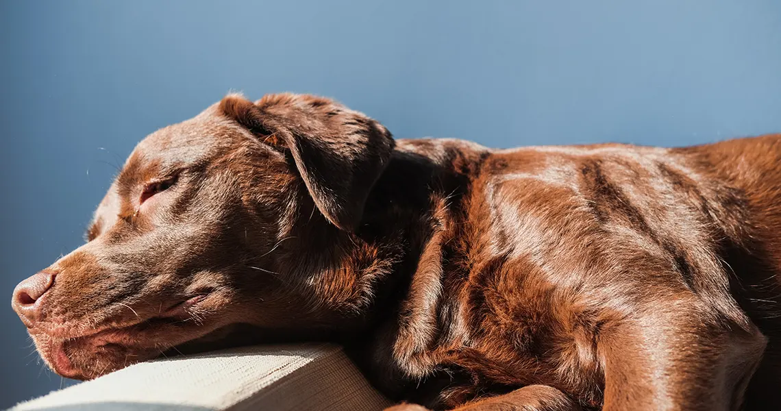 Dog treats CBD oil