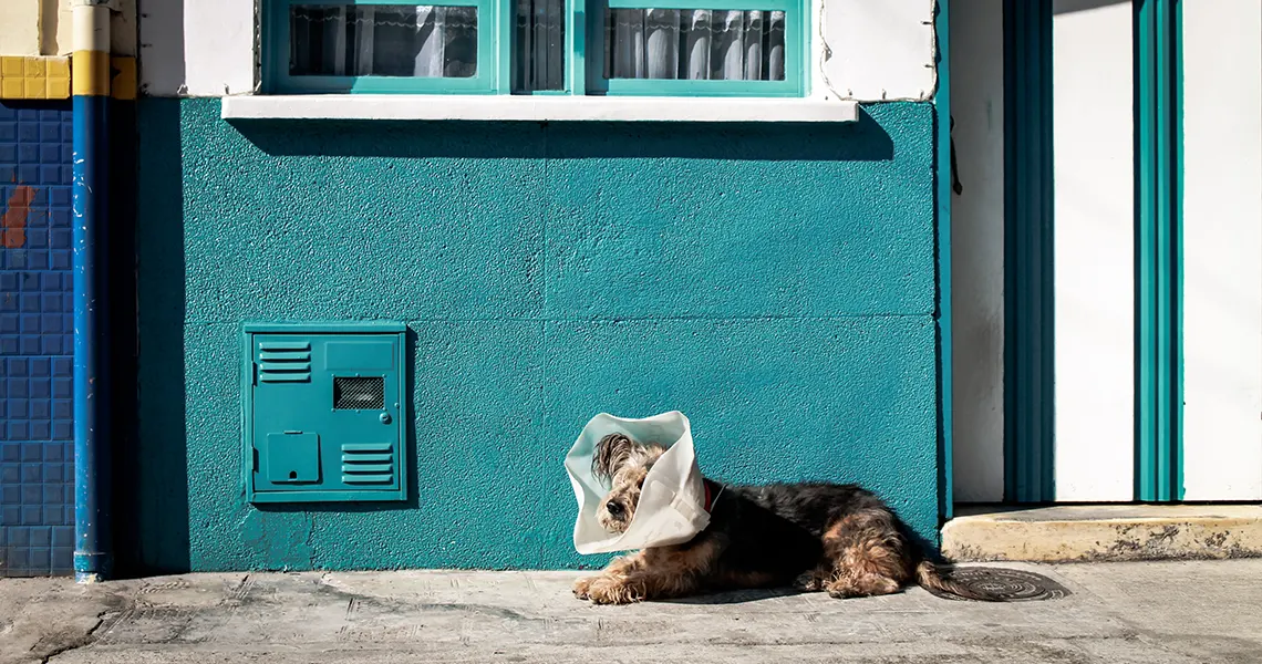 Legal CBD oil for pets
