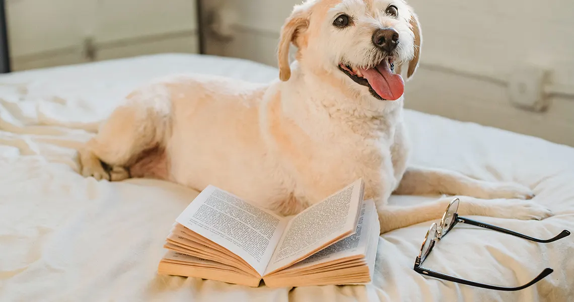 Treating dog with low-dose CBD oil