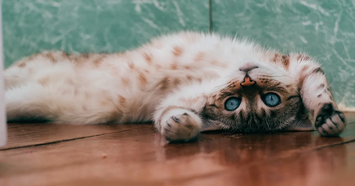 Can cats have CBD
