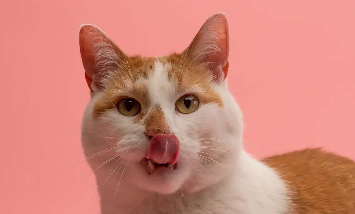 CBD treats for cats