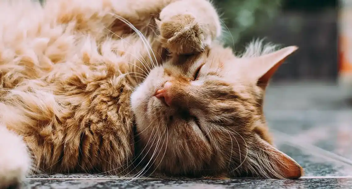 Cat treats CBD