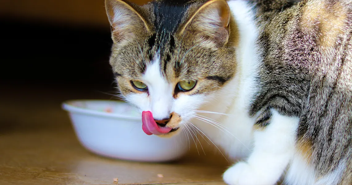 CBD cat food