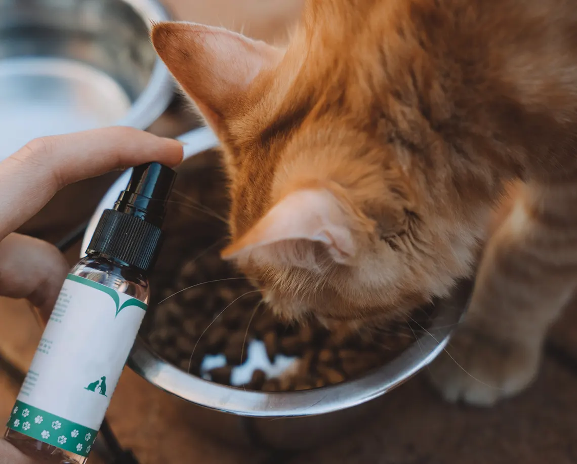 CBD cat treats