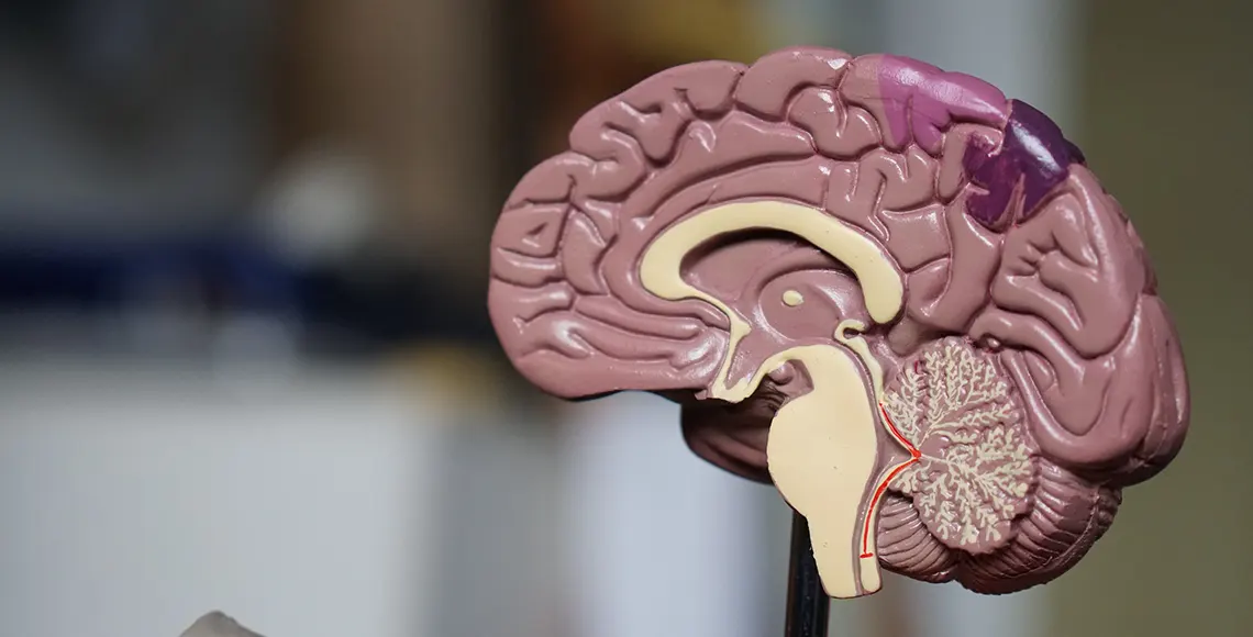 Effects of CBD on the brain