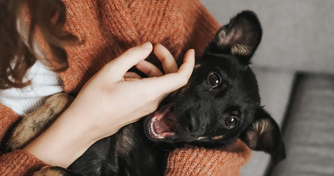What does CBD do for dogs