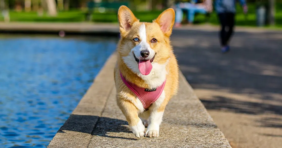 What does CBD do to dogs